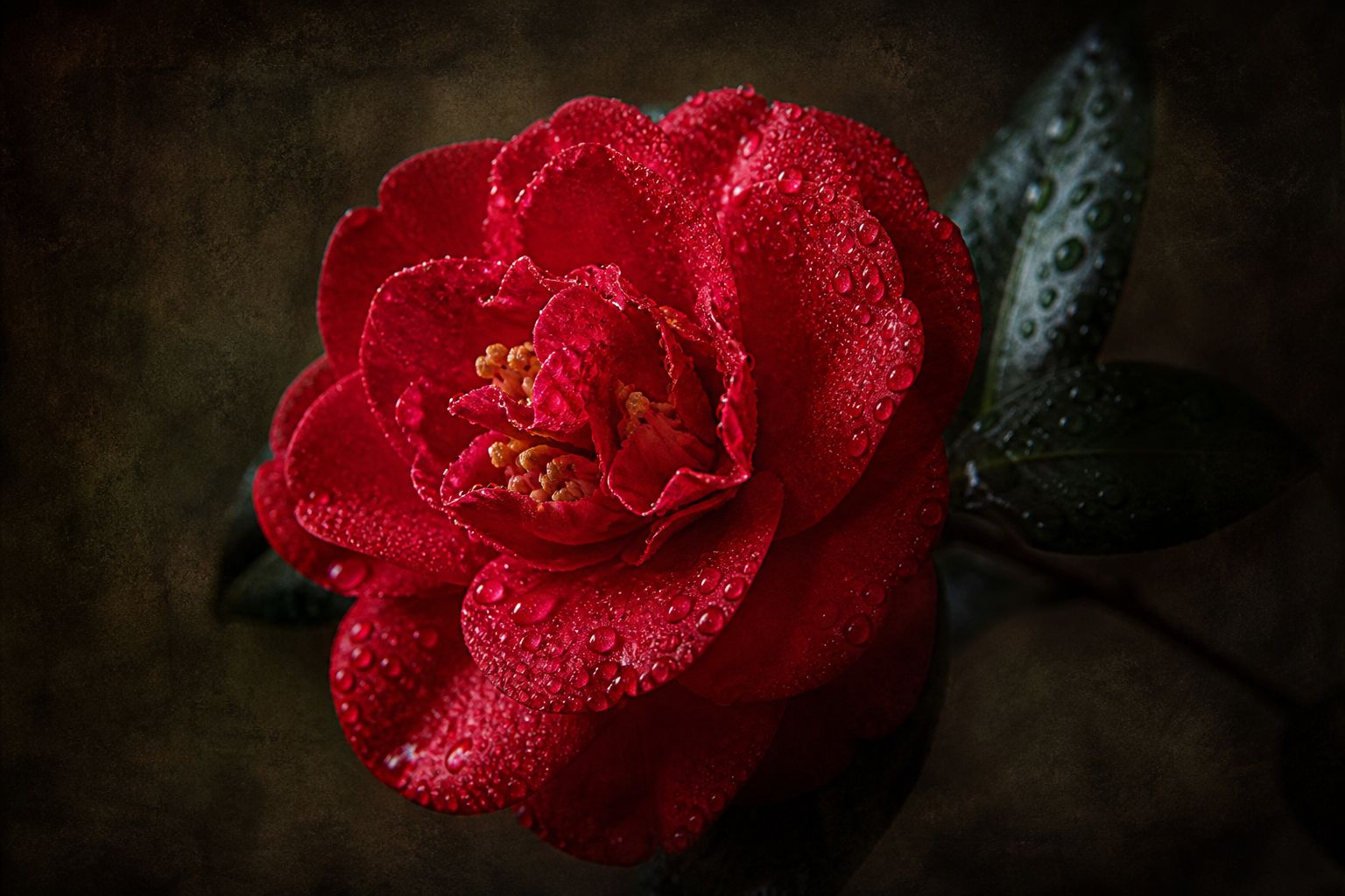 Red camellia blossom with morning dew — a nature photograph by Kimberly Wischman