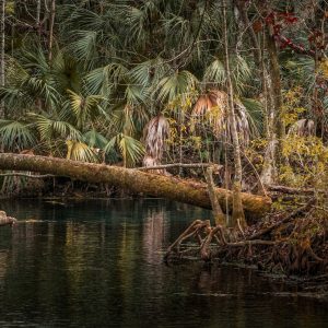 Reflections of Old Florida