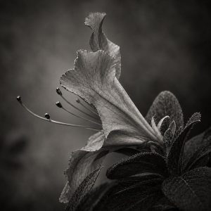 Silent Elegance