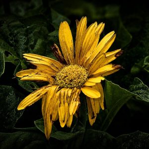 Weathered Beauty